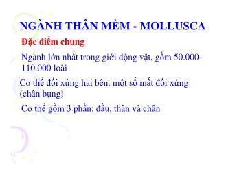 Bài giảng Ngành thân mêm - Mollusca