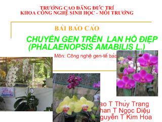 Đề tài Chuyển gen trên lan hồ điệp (Phalaenopsis Amabilis L.)