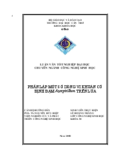 Luận văn Phân lập một số dòng vi khuẩn cố định đạm Azospirillum trên lúa
