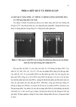 Khóa luận Thiết lập qui trình Southern Blot