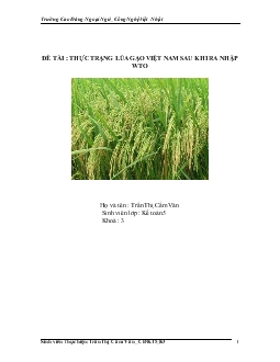 Đề tài Thực trạng lúa gạo Việt Nam sau khi ra nhập WTO