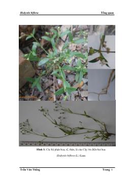 Luận văn Góp phần tìm hiểu thành phần hóa học cây an điền hai hoa Hedyopis biflora (L.) Lam họ cà phê (Rubiaceae)