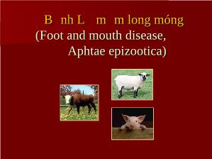 Bệnh lở mồm long móng (Foot and mouth disease, Aphtae epizootica)