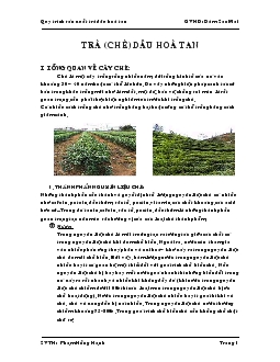 Tiểu luận Quy trình sản xuất trà dâu hoà tan