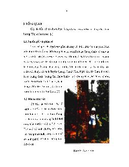Luận văn Khảo sát thành phần hóa học thân cây dó bầu (Aquilaria crassna pierre)