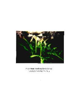 Luận văn Khảo sát thành phần hóa học trong phân đoạn phân cực từ lá tươi cây trinh nữ hoàng cung, Crinum latifolium L. học thủy tiên, Amaryllidaceae