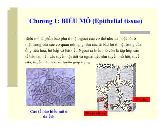 Bài giảng Biểu mô (epithelial tissue)