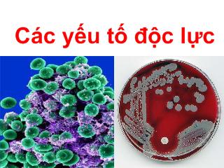 Bài giảng Độc tố staphylococcus