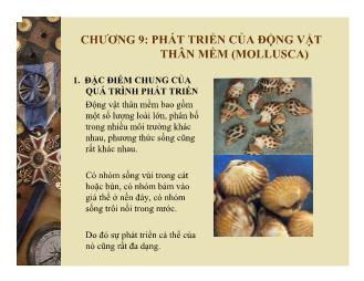 Bài giảng Phát triển của động vật thân mềm (mollusca)