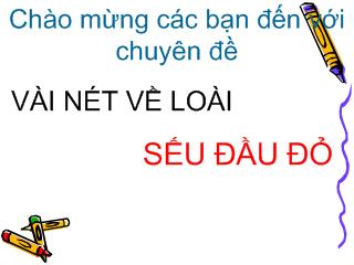 Chuyên đề Vài nét về loài sếu đầu đỏ