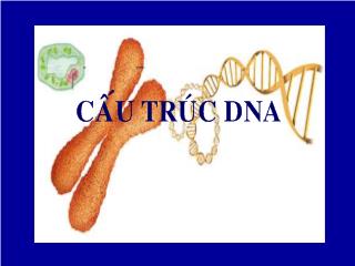 Tìm hiểu cấu trúc DNA