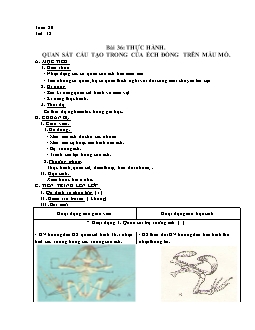 Giáo án Sinh học 7 tiết 38: Thực hành: Quan sát cấu tạo trong của ếch đồng trên mẫu mổ