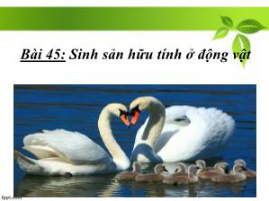 Bài giảng Sinh học 11 Bài 45: Sinh sản hữu tính ở động vật